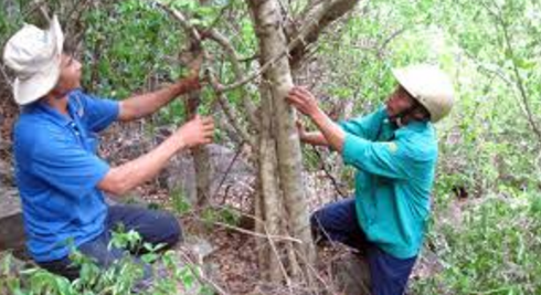 Nghiên cứu hiện trạng, đặc điểm sinh học và sinh sản của trắc dây (dalbergia annamensis a. chev.) ở khu vực suối Đá Bàn, tỉnh Phú Yên và đề xuất biện pháp bảo tồn