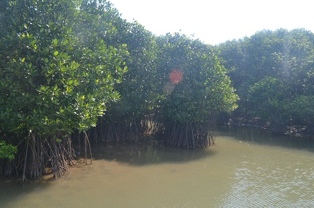Đánh giá giá trị kinh tế và tiềm năng giảm phát thải khí nhà kính CO2 của rừng ngập mặn Rú Chá, tỉnh Thừa Thiên Huế