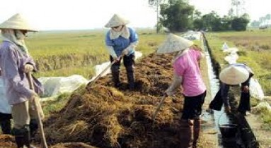 Vấn đề quản lý chất thải rắn nông nghiệp trên địa bàn  Hà Nội