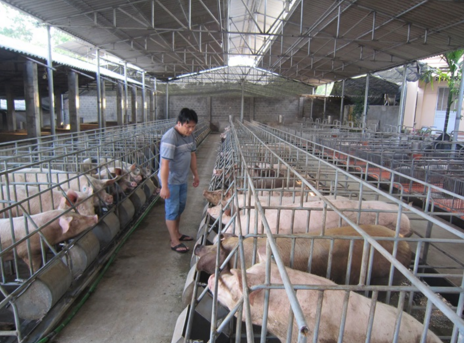 Nghiên cứu xử lý NH3 trong không khí chuồng chăn nuôi lợn bằng dung dịch siêu oxy hóa