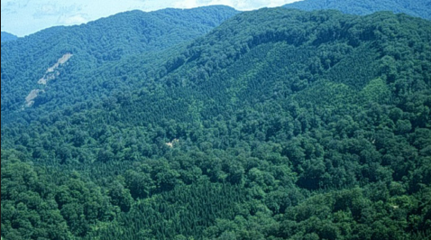 Dịch vụ môi trường rừng và chi trả dịch vụ môi trường rừng