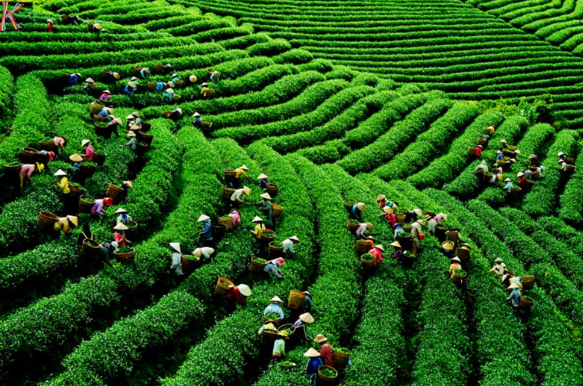 Nguyên nhân gây suy thoái đất trồng chè ở Việt Nam