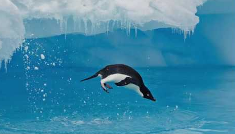 Khu bảo tồn biển lớn nhất thế giới ở Nam Cực được thành lập