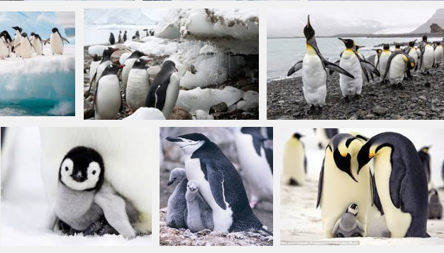 Những chú chim cánh cụt ở Bắc Cực