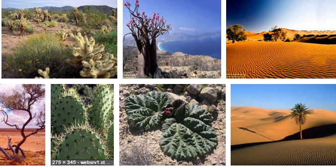 Sức sống kỳ lạ của thực vật ở sa mạc